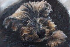 My Dog Bad Boy Tyler Art Series - My Dog Bad Boy Tyler, Jurita, 2018, oil on canvas board, 50 x 60cm. Art work featuring Ms Jurita’s family yorkshire terrier cute dog with very pretty eyes. This is artist kind message of support for Her Majesty, honoring Her Majesty love to dogs, will go to the Royal Collection in The Queen’s Gallery at Buckingham Palace.