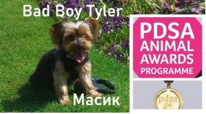 PDSA Commendation 2020 for Jurita's little dog Bad Boy Tyler